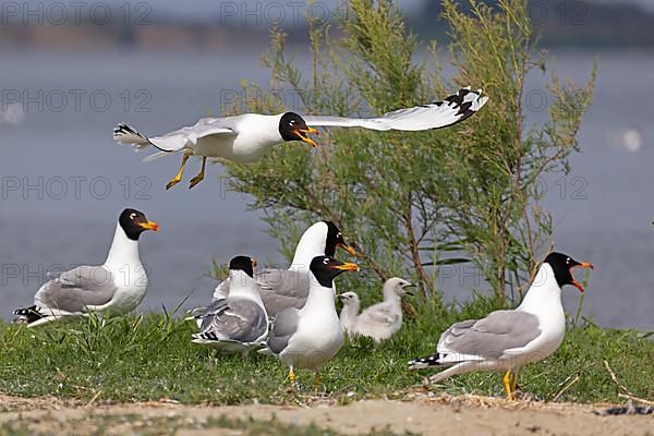 Pallas's gull