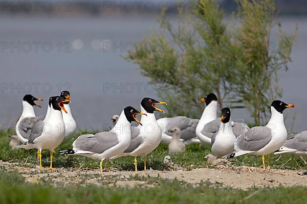 Pallas's gull