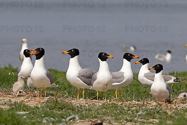 Pallas's gull