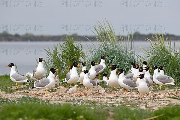 Pallas's gull