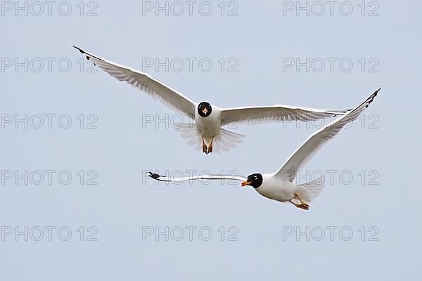 Pallas's gull