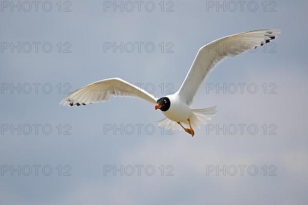 Pallas's gull