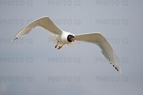 Pallas's gull