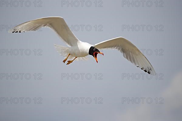 Pallas's gull