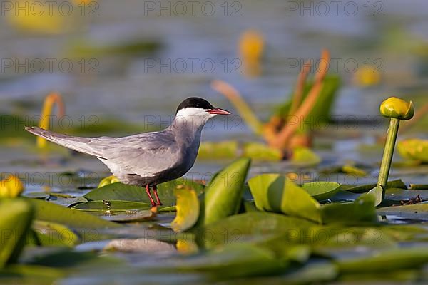 Whiskered Tern