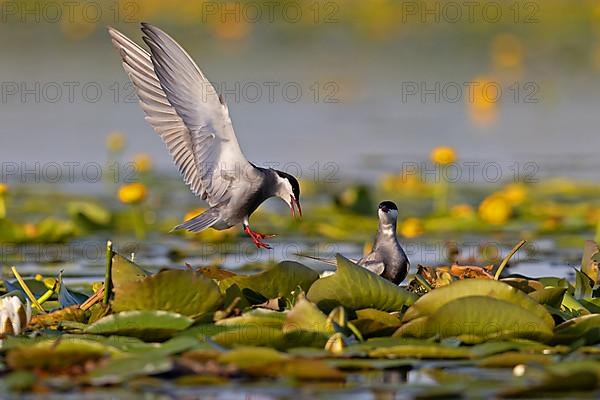 Whiskered Tern