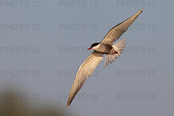 Whiskered Tern