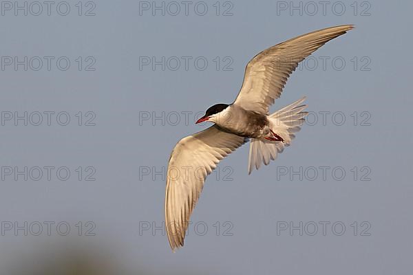 Whiskered Tern