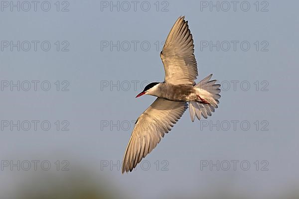 Whiskered Tern