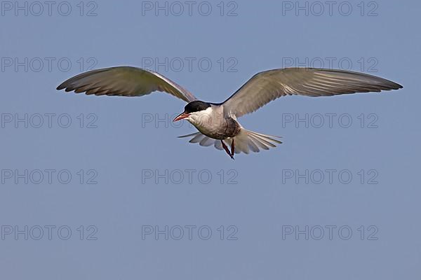 Whiskered Tern