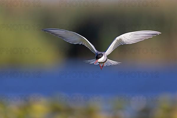 Whiskered Tern