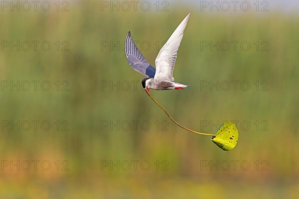 Whiskered Tern