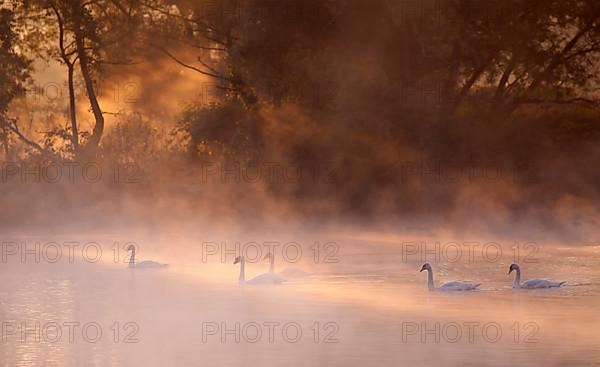 Mute swans on the Ruhr