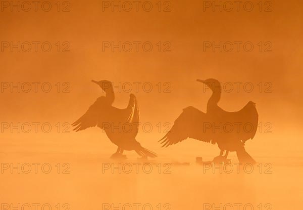 Cormorants in the morning mist