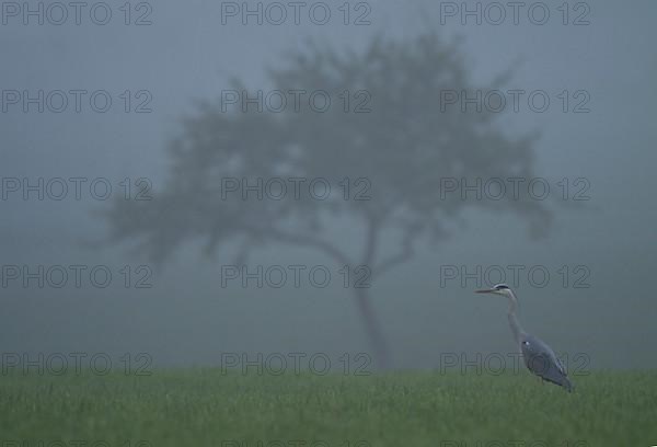 Gray Heron