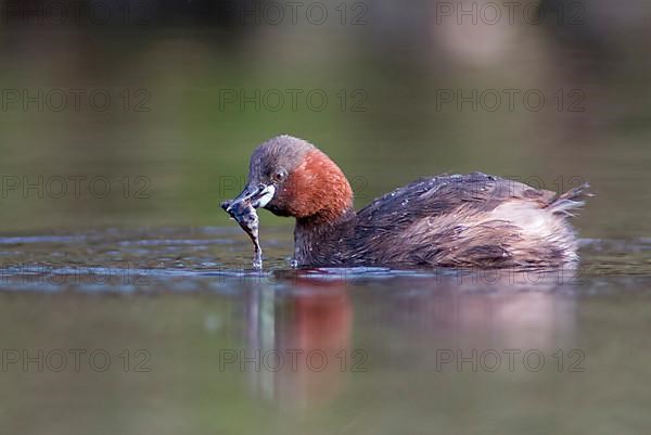 Little Grebe with Stickleback
