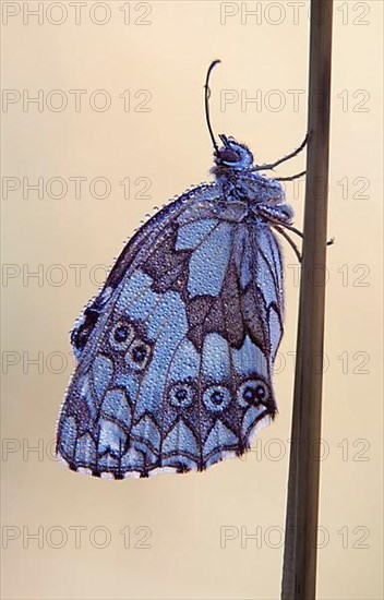 Checkered butterfly with dew