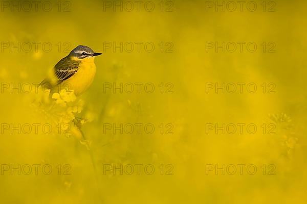 Yellow Wagtail in Oilseed Rape