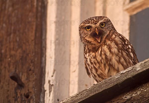 Little Owl