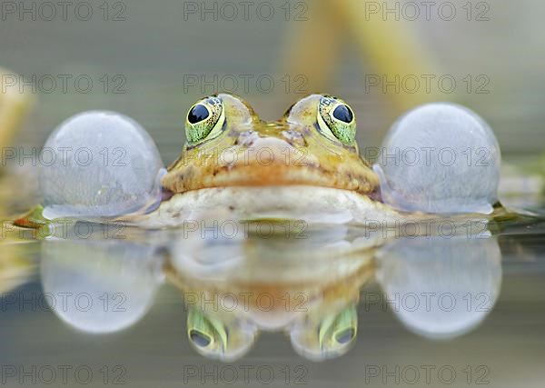 Water frog