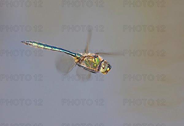 Shiny Emerald Damselfly