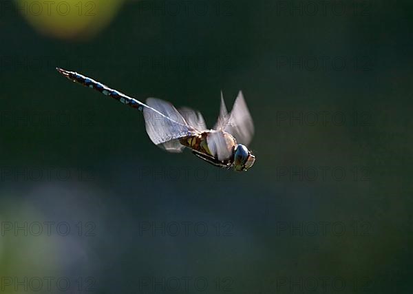 Blue-green Mosaic Dragonfly