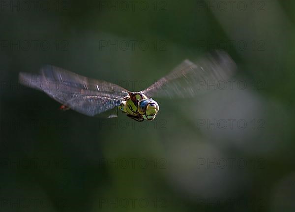 Blue-green Mosaic Dragonfly