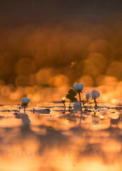 Water crowfoot