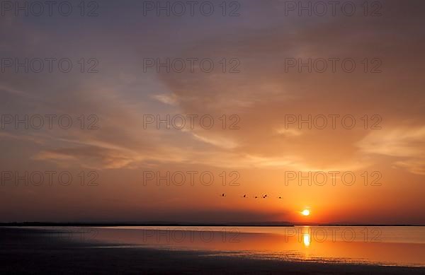 Flamingos at sunrise