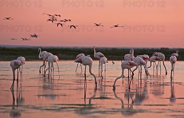 Flamingos