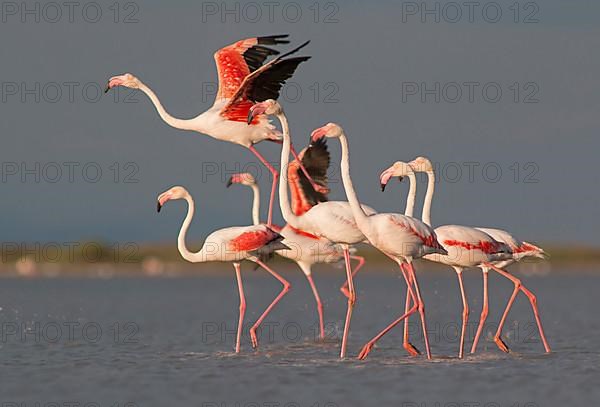 Flamingos