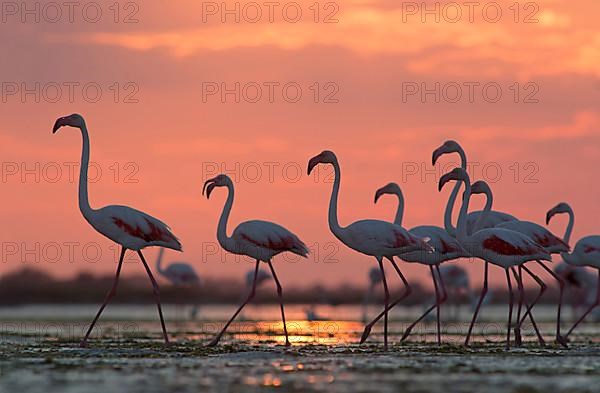 Flamingos