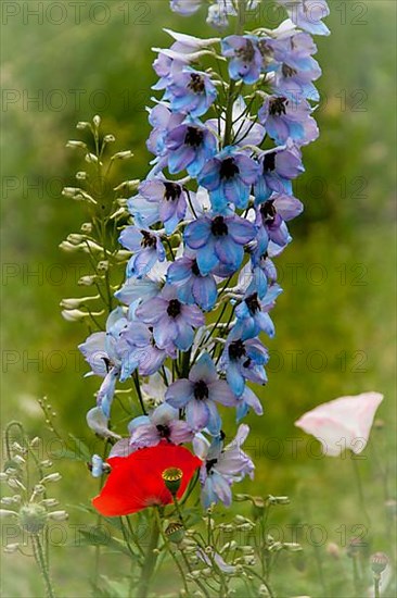 LARKSPUR