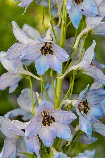 LARKSPUR