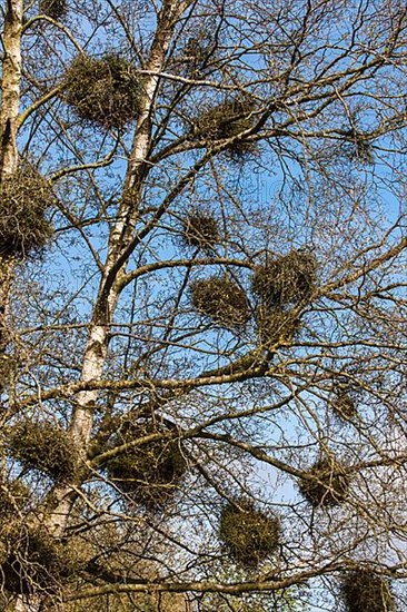 (Betula pendula) BIRCH and TAPHRINA BETULINA