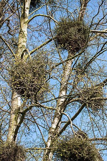 (Betula pendula) BIRCH and TAPHRINA BETULINA