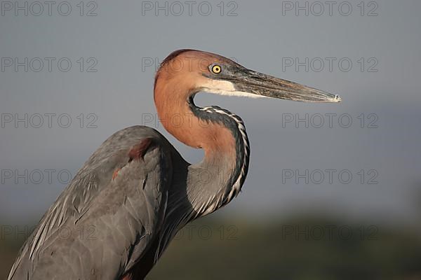 Goliath Heron