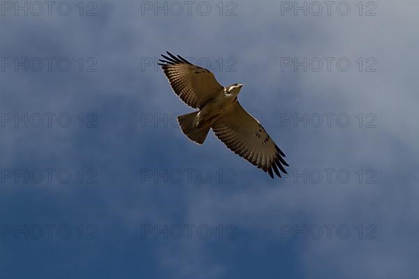 Augur Buzzard