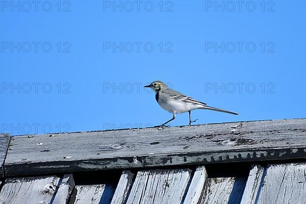 Pied Wagtail