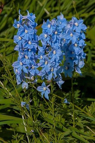 LARKSPUR