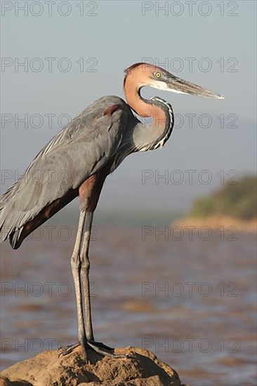 Goliath Heron