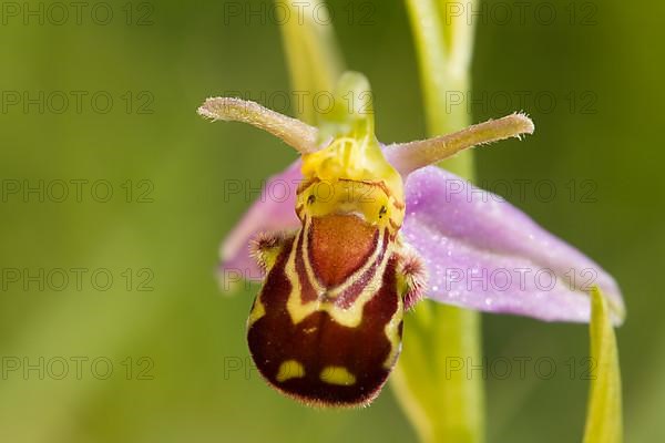 Bee orchid