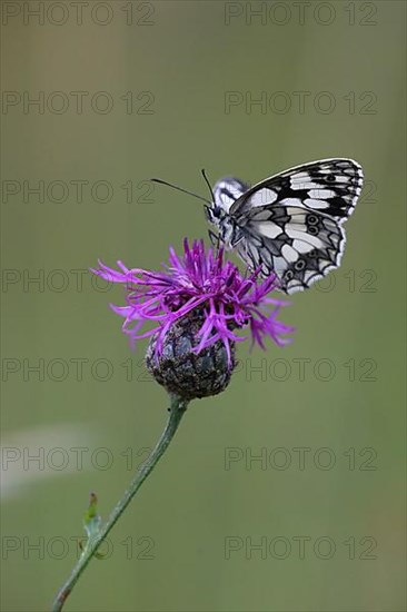 Checkered butterfly