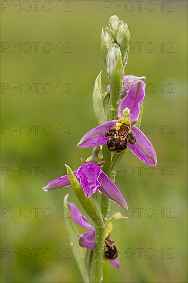 Bee orchid