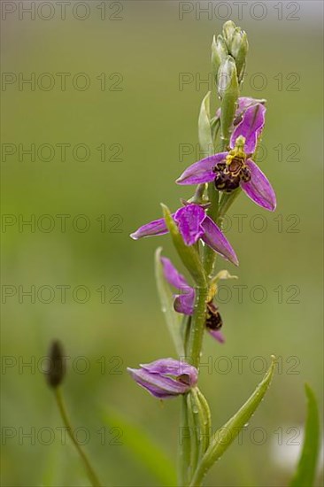 Bee orchid