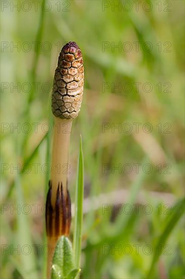 Field horsetail