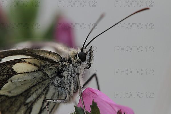 Checkered butterfly