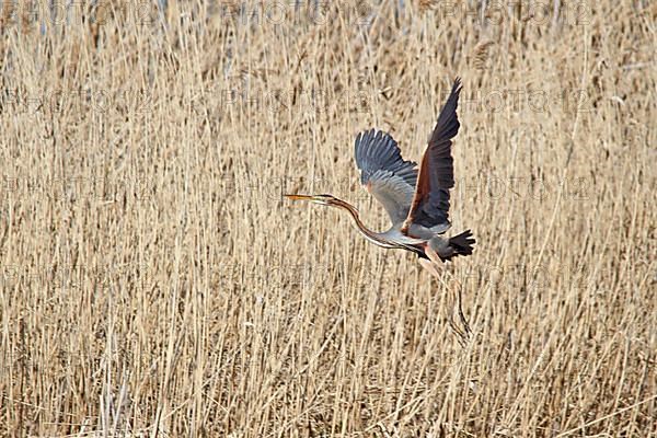 Purple Heron