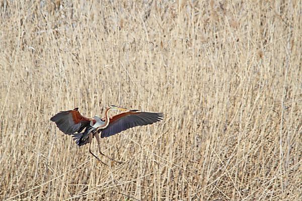 Purple Heron