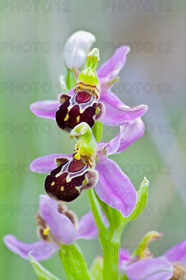 Bee orchid